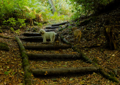 dogs on a woodland staircase