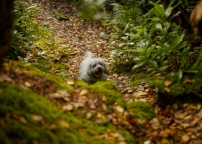 white cocker spaniel in a woodland