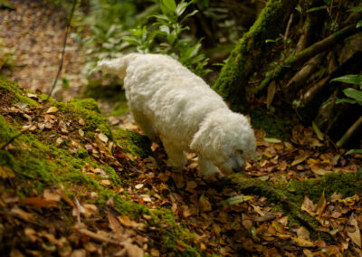 white cocker spaniel on leaf covered woodland floor