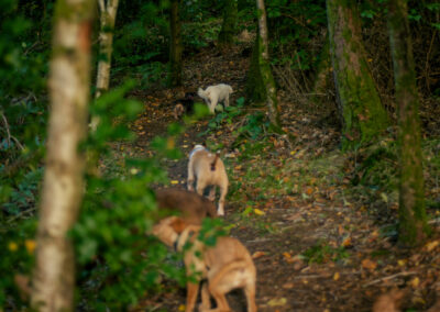 dogs walking inline on a woodland trail