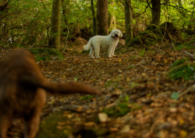 white cocker spaniel in the woods
