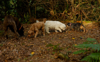 small dogs sniffing around