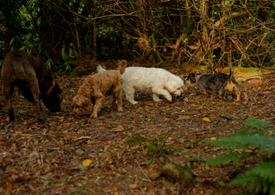 small dogs sniffing around