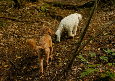 two cocker spaniels on a walk