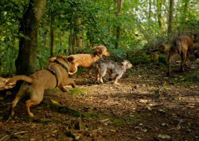 dogs running in a wood