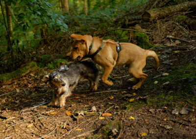 dog playing with a puppy in the woods