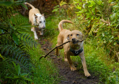 labrador puppy with stick