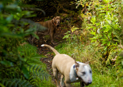 chockolate lab in a wood