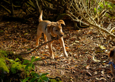 puppy carrying a stick