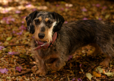 dachshund in the woods