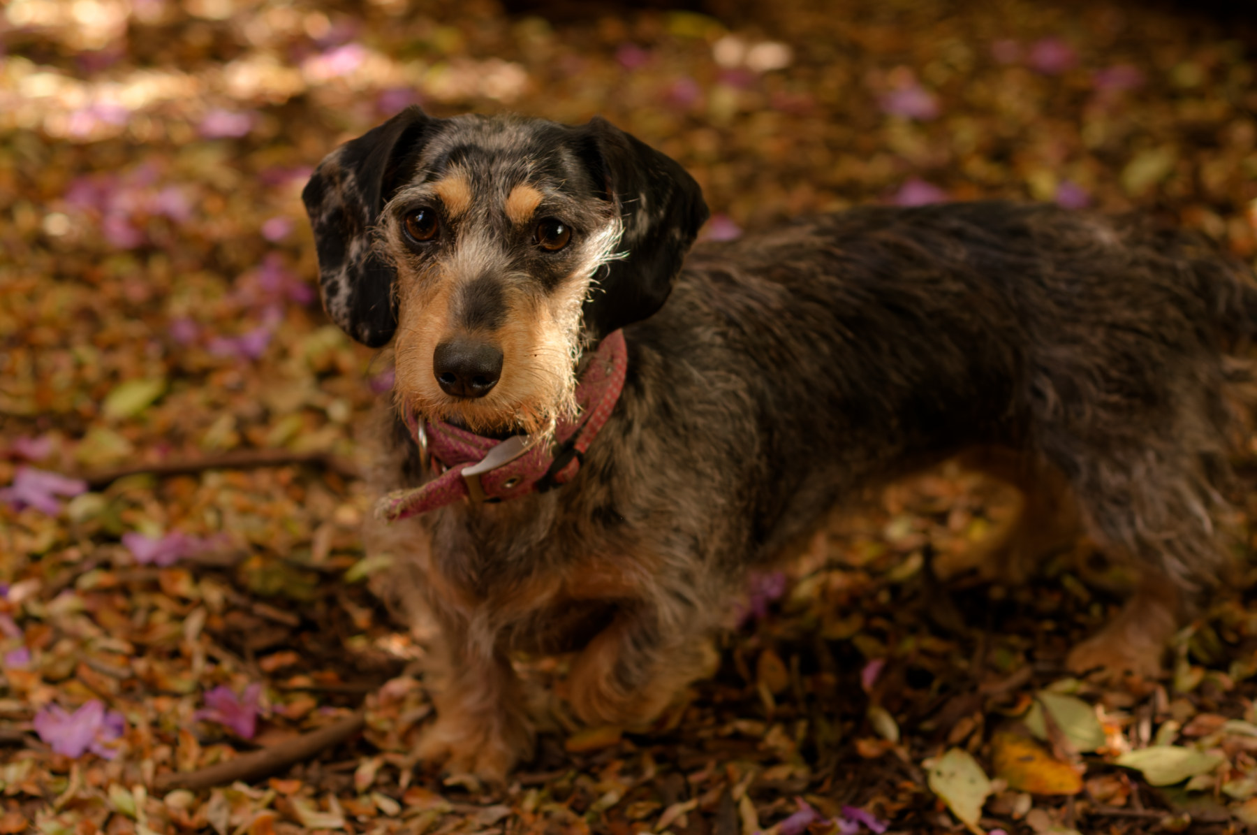 dachshund in the woods