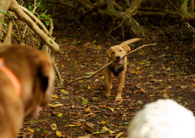 puppy carrying a big stick