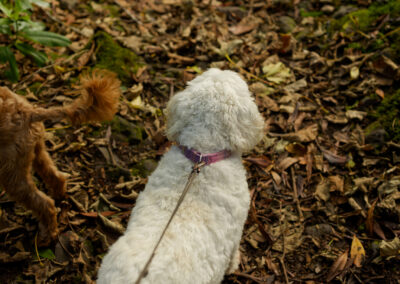 white cockapoo on leash
