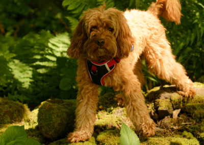 Apricot cockapoo in woodlands with sun shining on him
