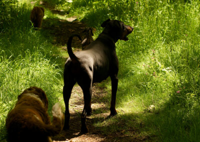 Dog walking in Finlaystone country estate