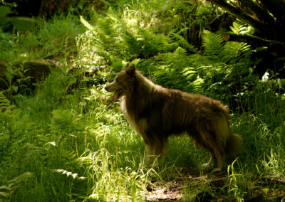 Collie standing in the woods