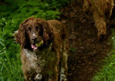 liver coloured springer spaniel with ball in mouth