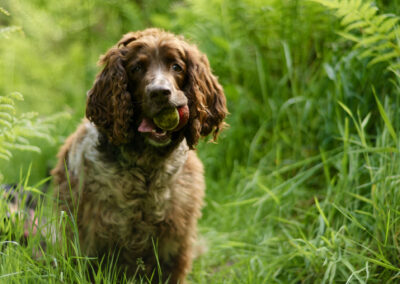 springer spaniel portrait shot in woodlands
