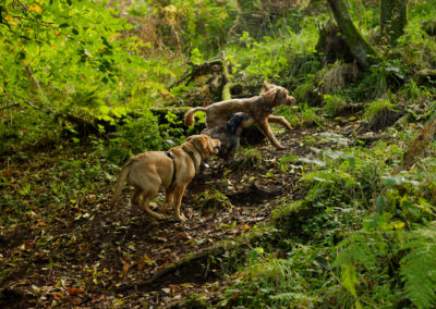 dogs running up a woodland hill
