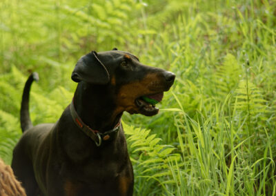 portrait of a doberman with ferns behind it