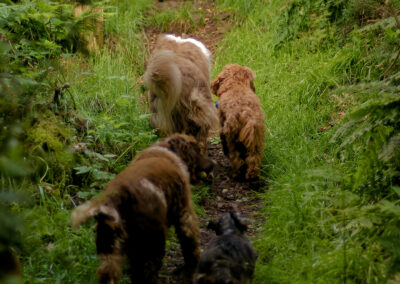 Dogs walking a woodland trail
