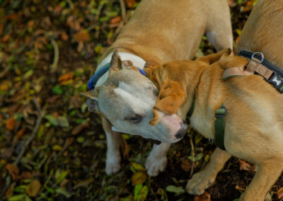 puppy playing with an english bull terrier