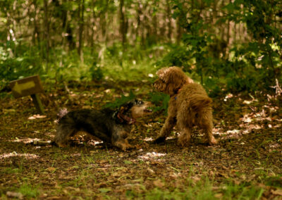 small dogs playing on a woodland