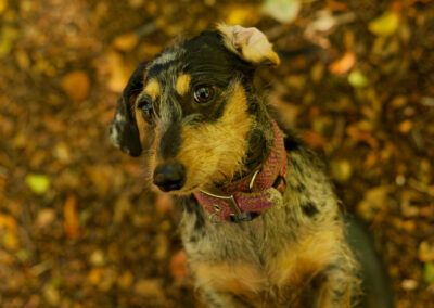 clsoe up photo of a dachshund in a wood