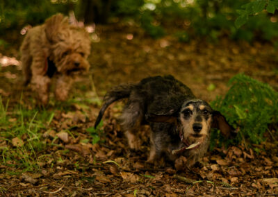 small dogs chasing each other in the woods