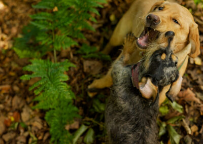 puppy playing with a dachshund in a wood