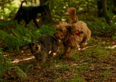 dog walking in Finlaystone