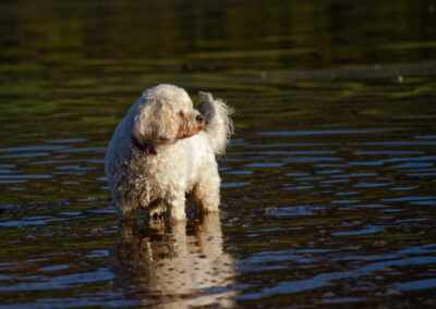 white cockapoo standing in a river