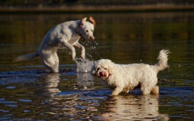two white dogs in a river