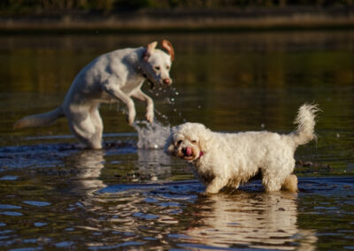 two white dogs in a river