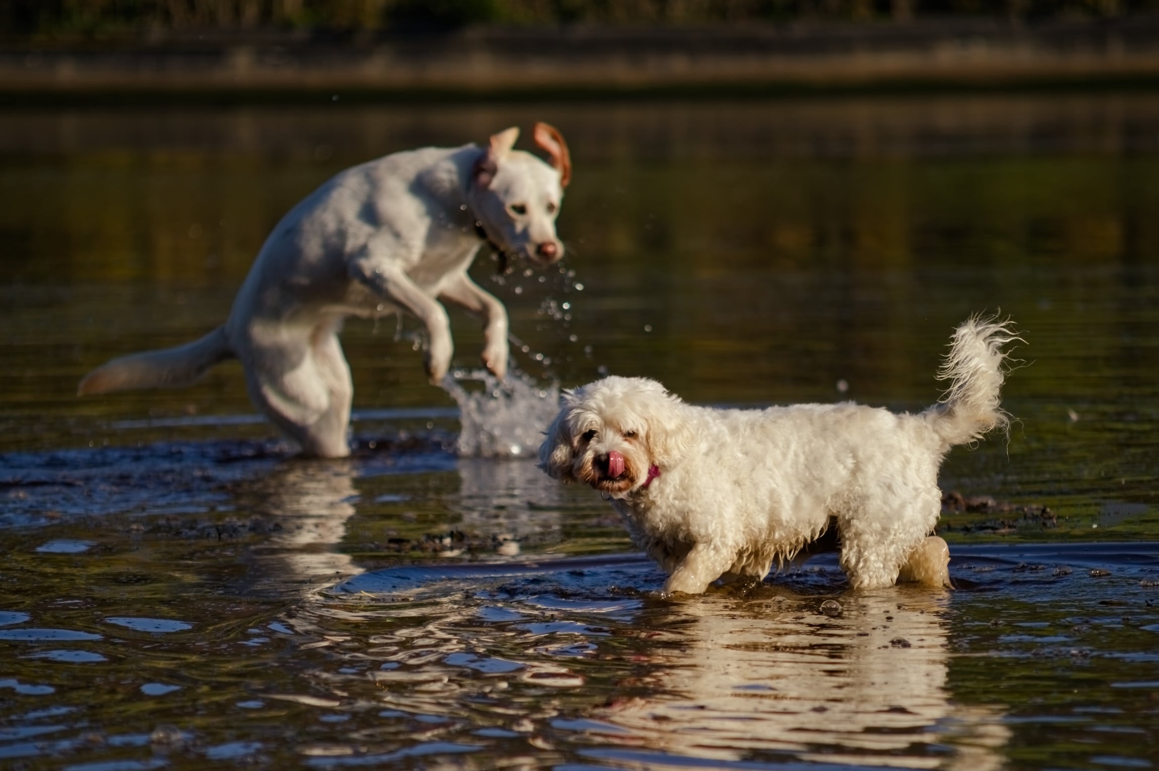 Scout and Marley two white dogs in a river