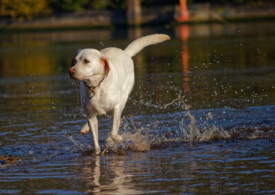 white labrador in a river