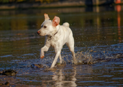 white labrador running in a river