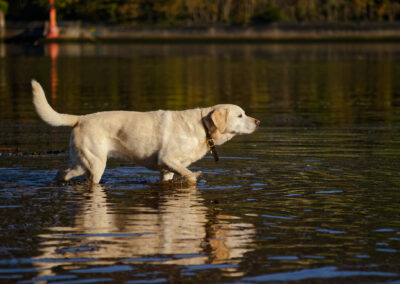 labrador pointing