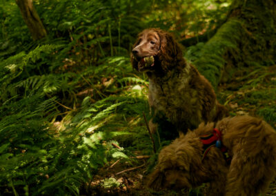 Dog standing in woodland with rays of light shining on her face