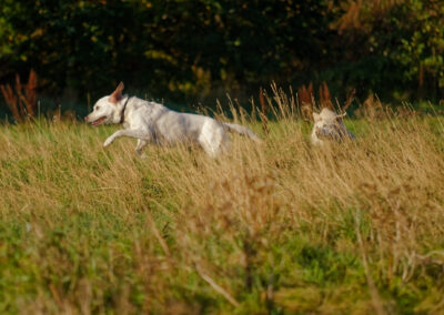 two pale yellow labradors running in long grass