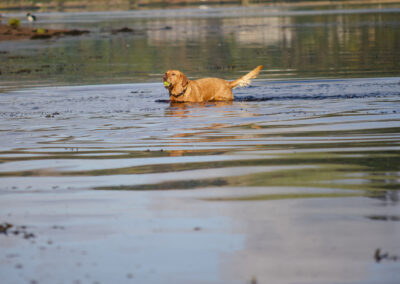 red fox larbador standing in a river