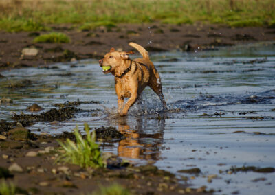 red fox Labrador running on the coast line