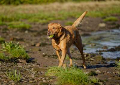 red fox labrador getting walked on a sunny day