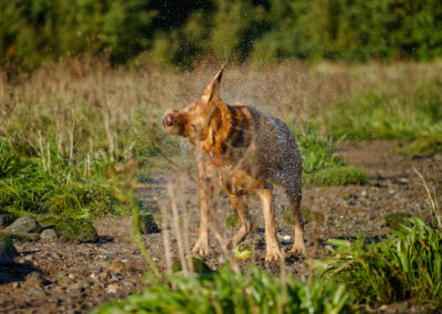 red fox labrador shaking herself dry
