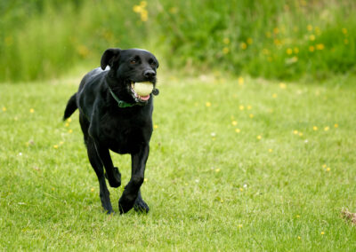 black labrador with ball in mouth