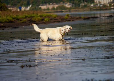 two white labradors standing in a river