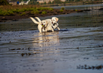 two labradors in river with a ball