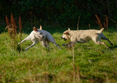 two pale yellow labradors running in long grass