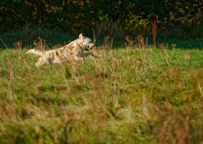 pale yellow labrador running