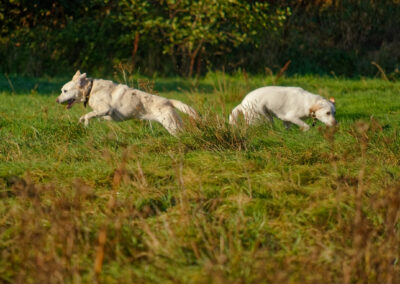 two yellow labradors running on grass